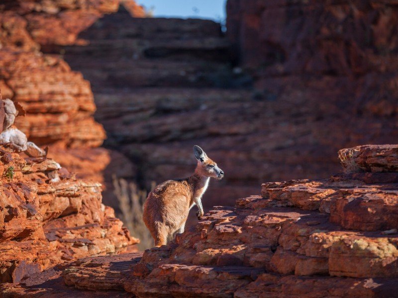 Kings Canyon