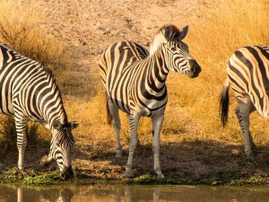Zebra bij water in Zuid-Afrika