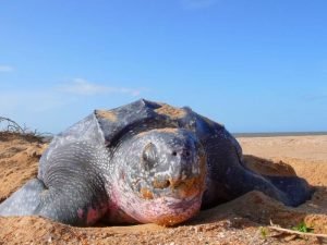 Zeeschildpadden tijdens je Suriname natuurreis