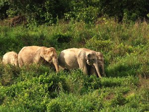 Elephant Valley Mondulkiri