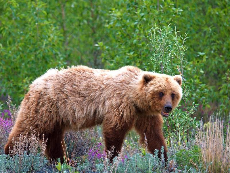 Wildlife