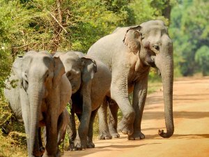 Olifanten Sri Lanka Yala NP