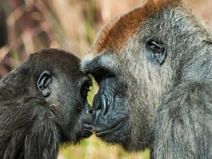 Oeganda gorillas