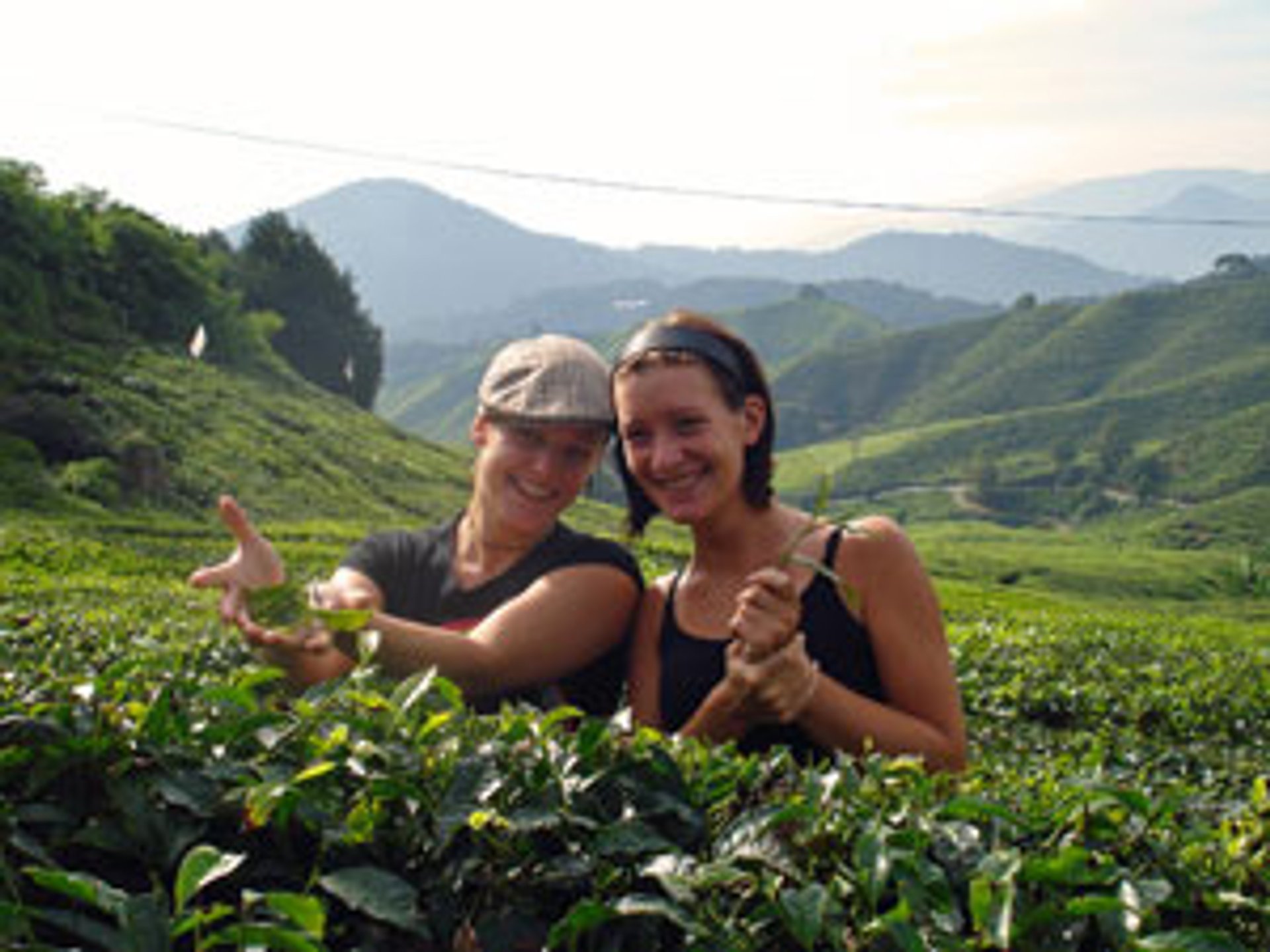 Kunden Cameron Highlands