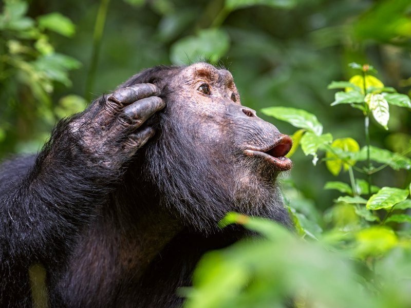 Oeganda - Kibale - chimpansee