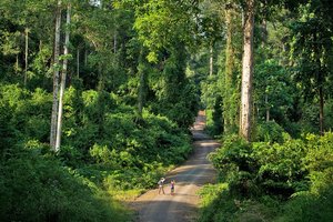 Danum Valley Borneo
