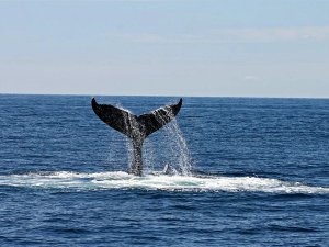 Staartvin van een walvis komt omhoog uit de blauwe oceaan, met opspattend water eromheen in Zuid-Afrika
