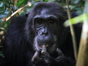 Chimpansee in Kibale