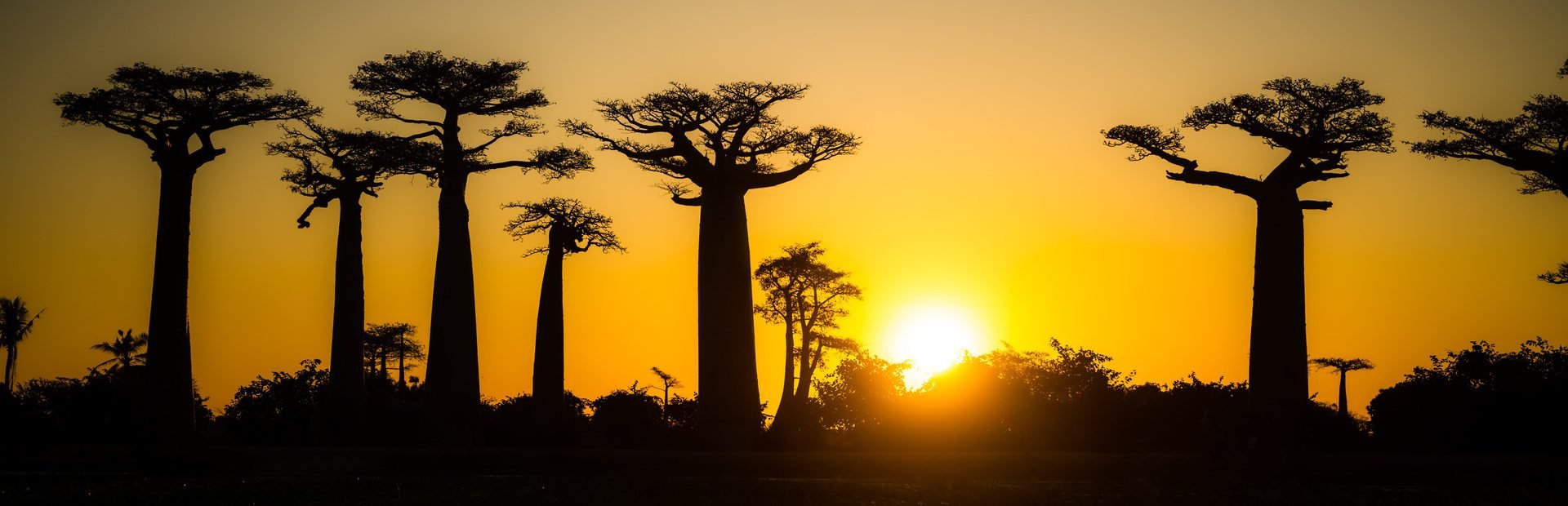 Madagascar Avenue de Baobab (2)
