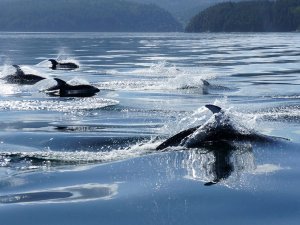 Orka's Canada