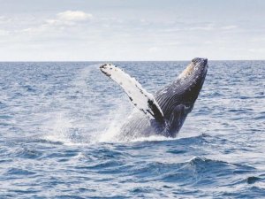 Madagaskar walvis