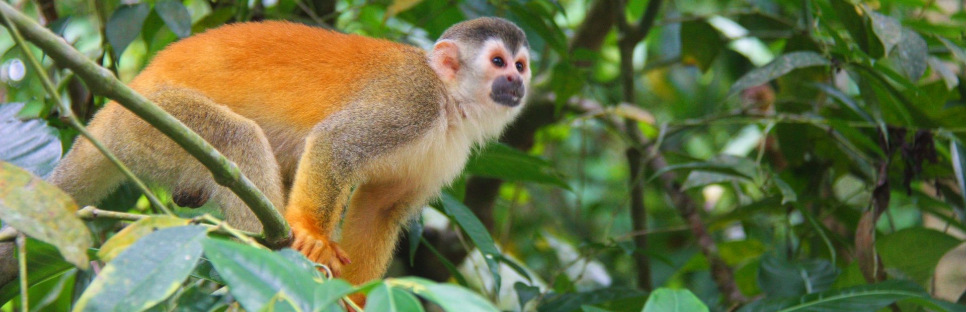 Aap in de jungle van Costa Rica
