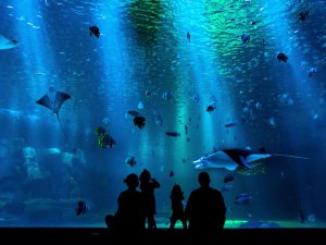 Silhouetten van een gezin dat vissen en roggen bekijkt in een groot, zonovergoten aquarium in Zuid-Afrika