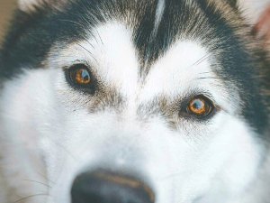 Husky in Lapland