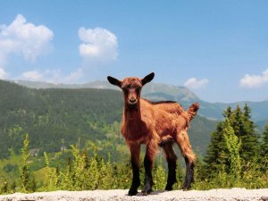 Bruin geitenlammetje op rotsachtige ondergrond in Albanië met bosrijke bergen en blauwe lucht op de achtergrond