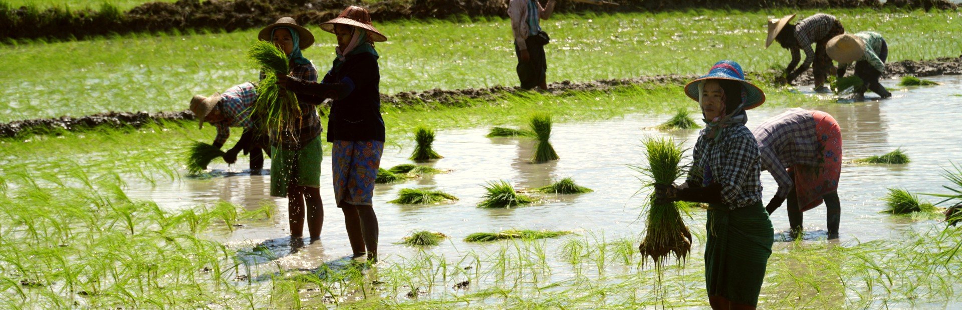 Rijstvelden in Myanmar