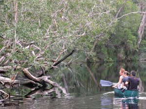 Noosa Everglades billabong