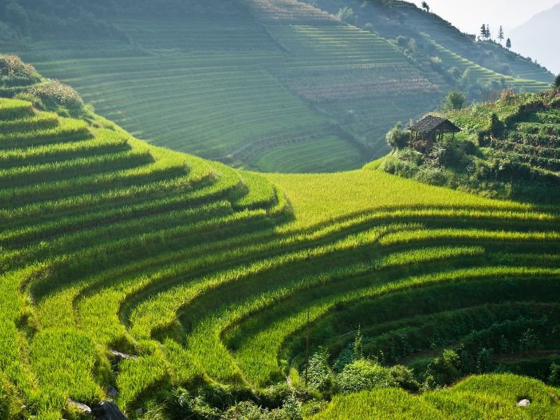 de rijstvelden in Zuid-China bij Ping'an