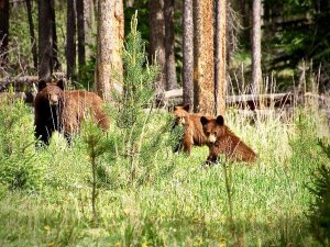 Canada wilde dieren spotten