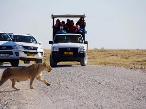 Safari leeuw Namibie