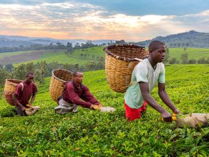 Oeganda - Kibale plantages