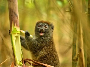 Madascar bamboo lemur at Ranomafana Nationaal Park bamboemaki (3)