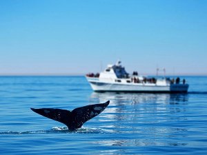 Donkere staart van een walvis komt uit de blauwe oceaan met een wazige walvisspotboot in de verte op zee bij een walvisspotlocatie