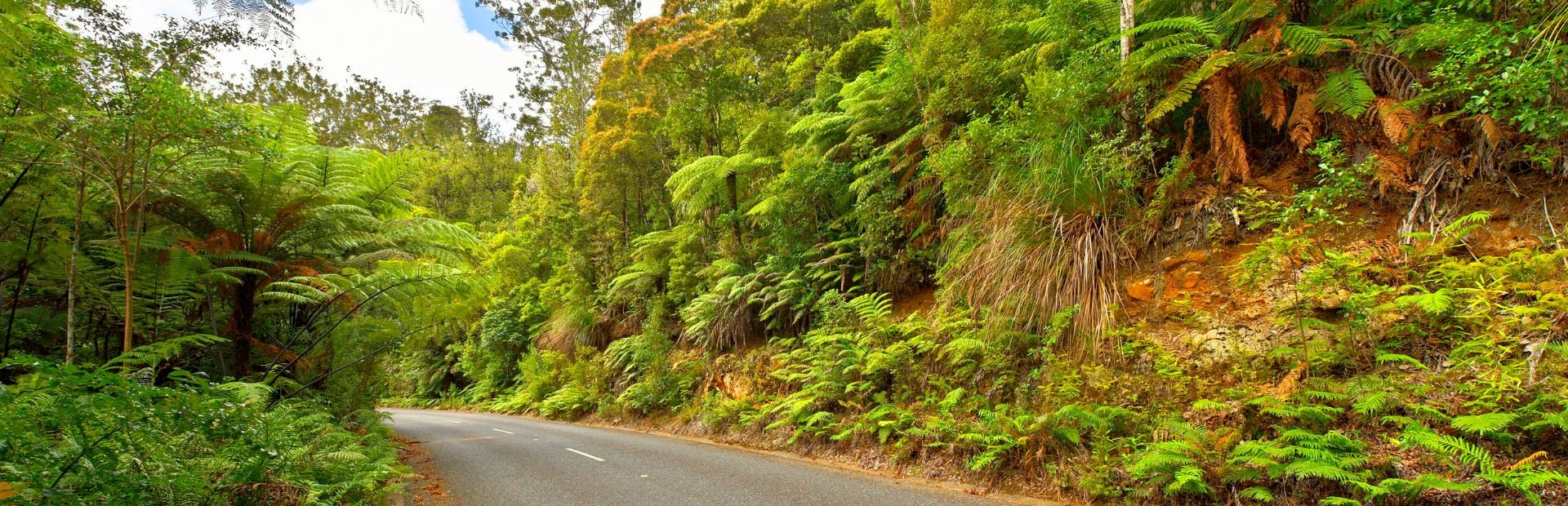Waipoua Forest