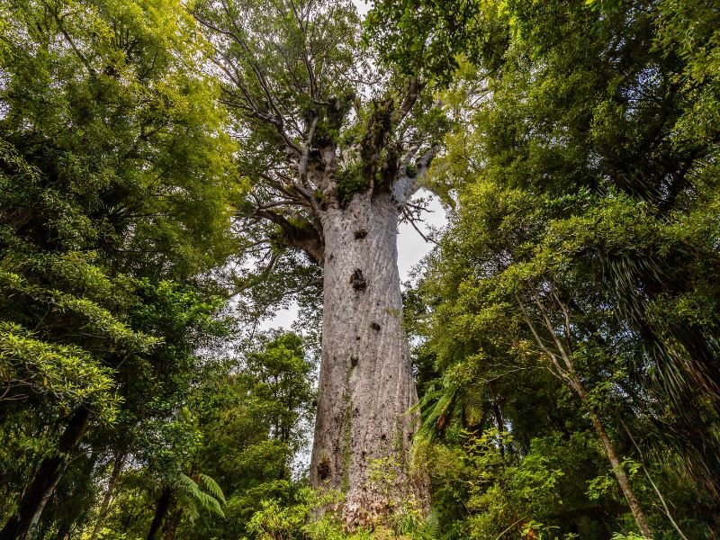 Nieuw-Zeeland Kauri