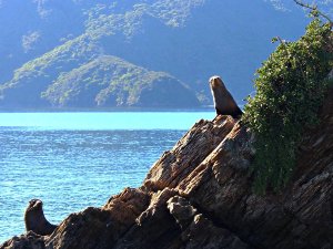 Marlborough sounds nieuwzeeland