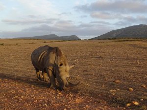 Neushoorn graast in een droog, rotsachtig landschap met bergen onder een bewolkte lucht in Zuid-Afrika