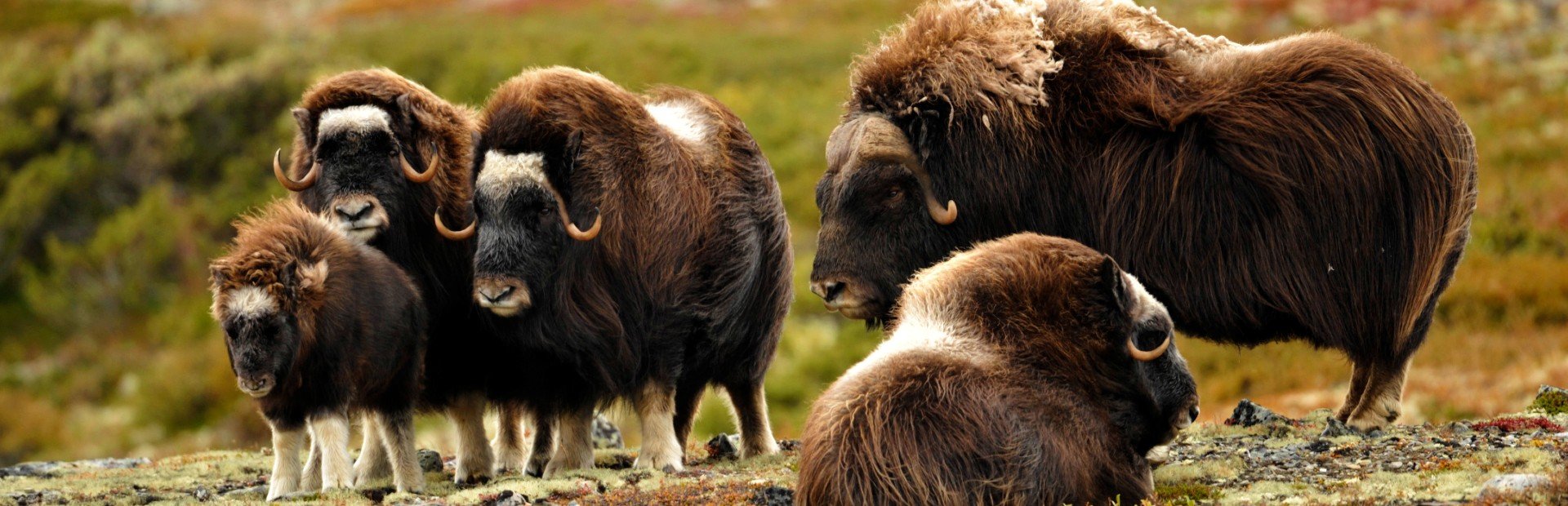 A group of five musk oxen, including a calf, standing in a rocky, sparsely vegetated landscape.