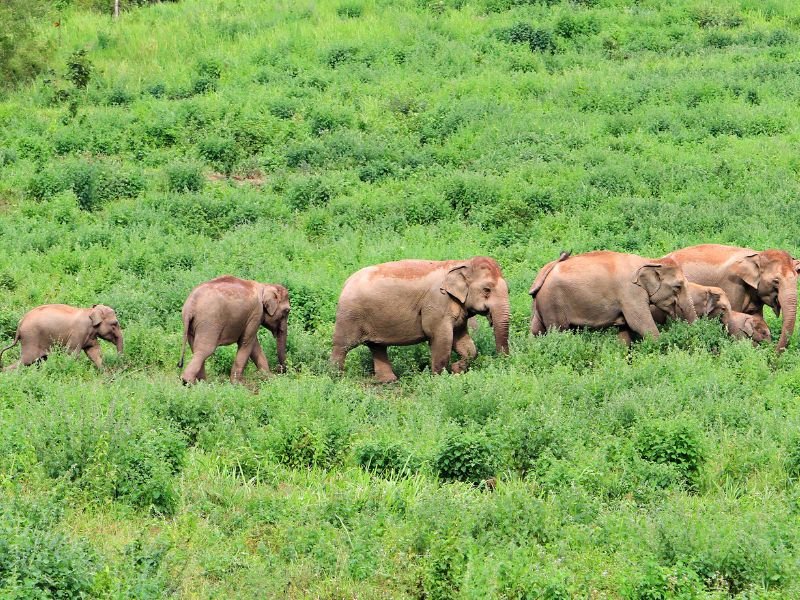 kui buri natuur olifanten familie thailand