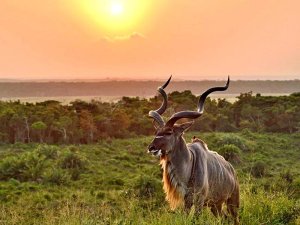 Zuid-Afrika kudu