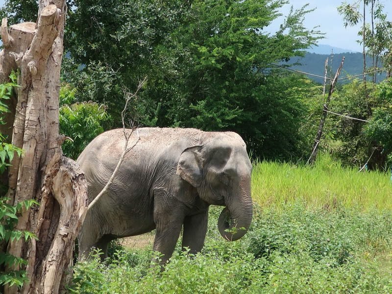Hua Hin: strand en olifant | Riksja Thailand