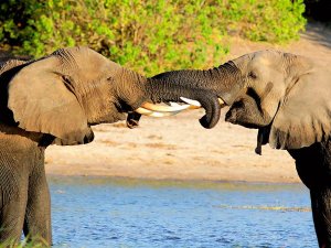 Pongola olifanten safari