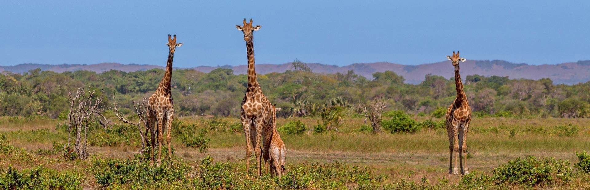 Krugerpark giraffen