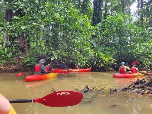 Kajak door de mangrove