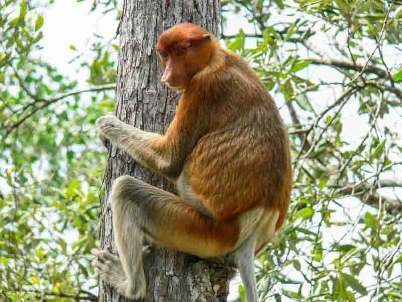 Proboscis monkey in Bako National Park