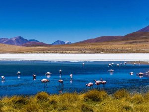 flamingo's in een meer met bergen op de achtergrond