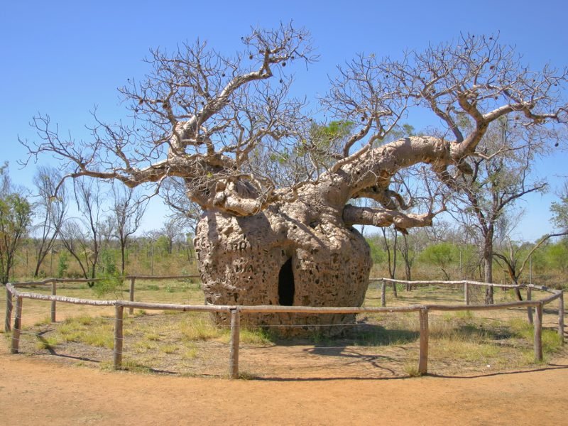 Boab prison tree