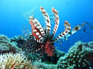 Jordanië - Snorkelen bij koraal Aqaba