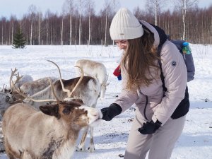 zweden lapland sneeuw rendier