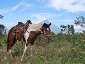 Paard- Costa Rica