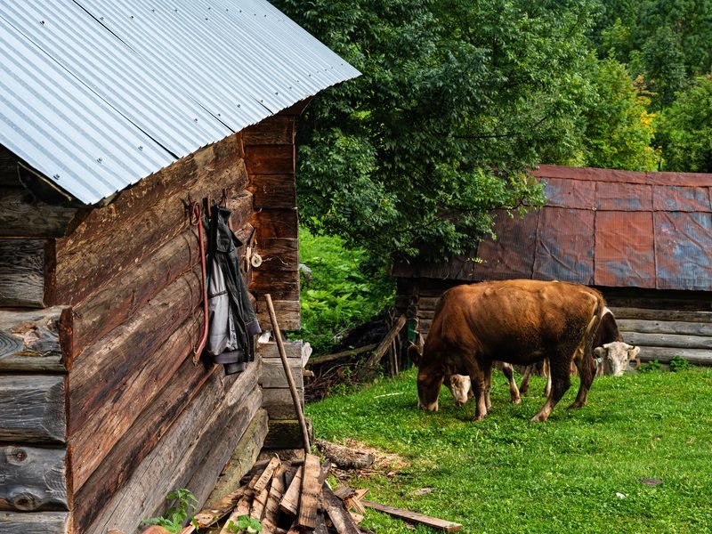 Bruine koe graast op groen gras in Albanië bij een rustieke houten hut met metalen dak en bomen op de achtergrond