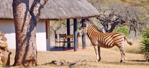 Zebra bij lodge in Zuid-Afrika