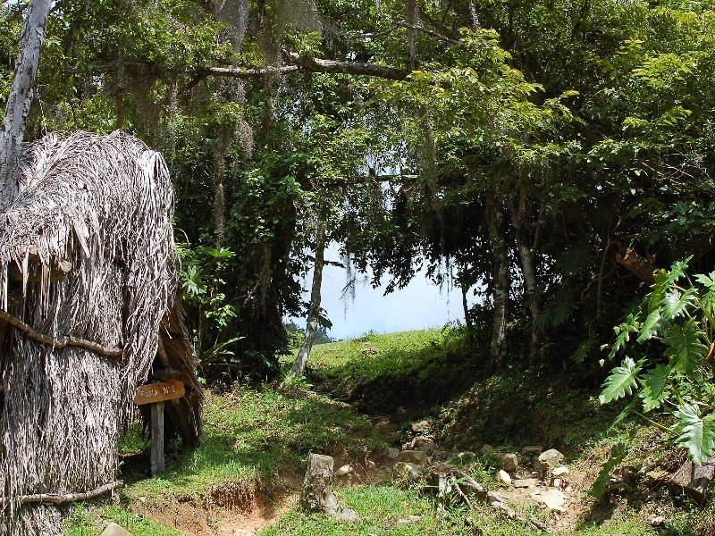Een smal zandpad leidt door dichte junglevegetatie naar een heldere open plek, met links een rustieke rieten schuilplaats in Cuba