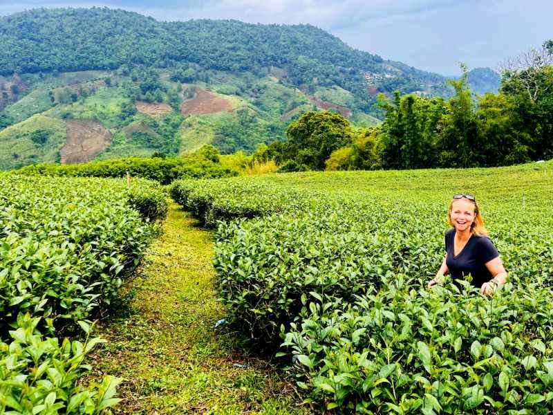 Reiziger tussen de theeplanten in Chiang Rai, Thailand, midden in het veld naast het pad, met uitzicht op groene heuvels en akkers in de verte.