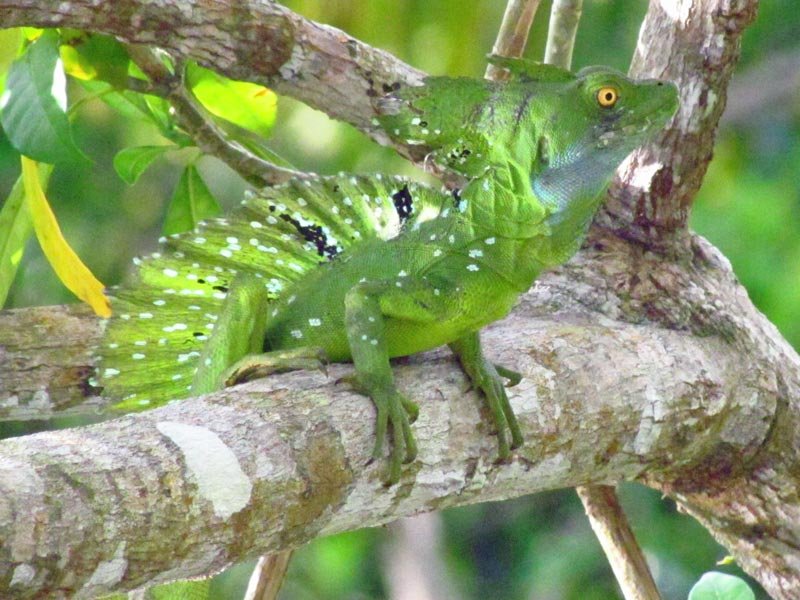 Costa Rica hagedis