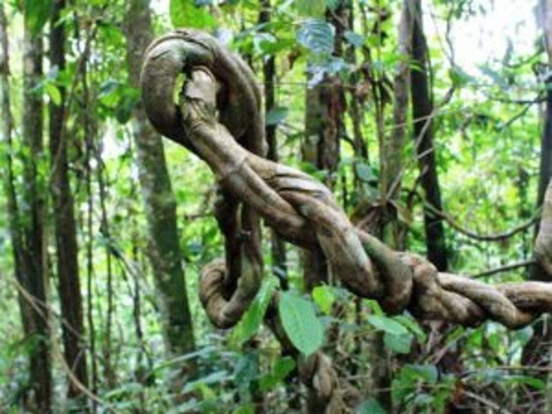 rio san juan jungle